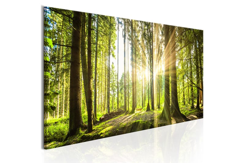 Bilde Daylight 135x45 - Artgeist sp. z o. o. - Innredning - Bilder & kunst - Lerretsbilder