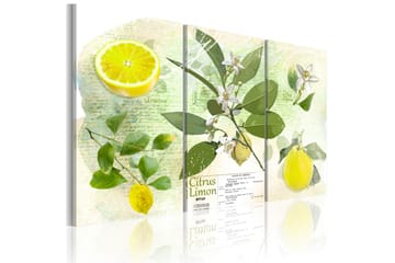 Bilde Fruit Lemon 120x80