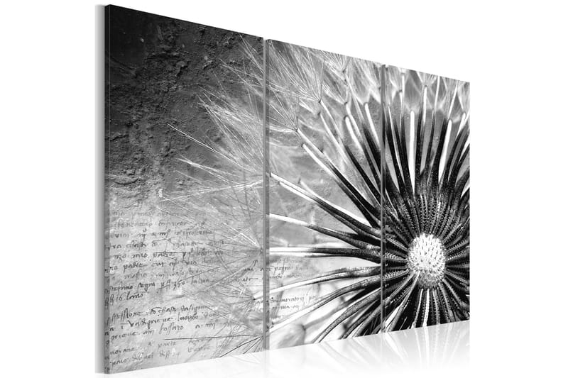 Bilde Løvetann Svart Og Hvit 120x80, Artgeist sp. z o. o.