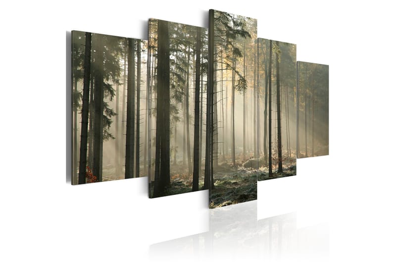 Bilde Light In A Dark Forest 100x50, Artgeist sp. z o. o.