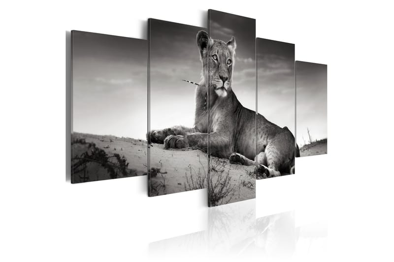 Bilde Lioness In A Desert 100x50 - Artgeist sp. z o. o. - Lerretsbilder