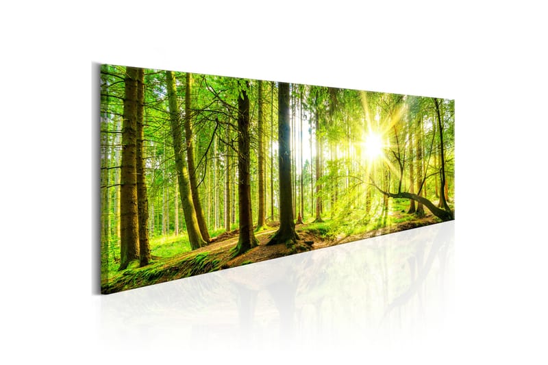 Bilde Majestic Trees 135x45 - Artgeist sp. z o. o. - Innredning - Bilder & kunst - Lerretsbilder