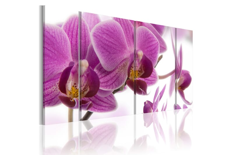 Bilde Marvelous Orchid 120x60 - Artgeist sp. z o. o. - Lerretsbilder