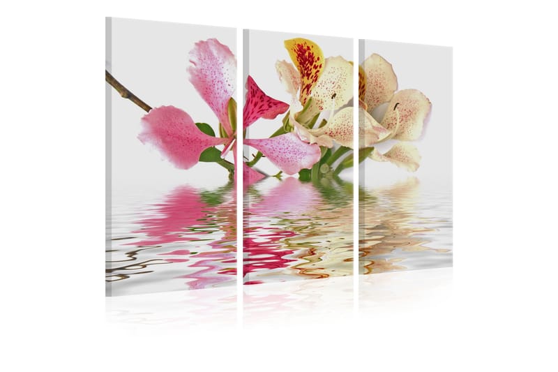 Bilde Orchid With Colorful Spots 120x80, Artgeist sp. z o. o.