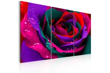 Bilde Rainbow colored rose 90x60