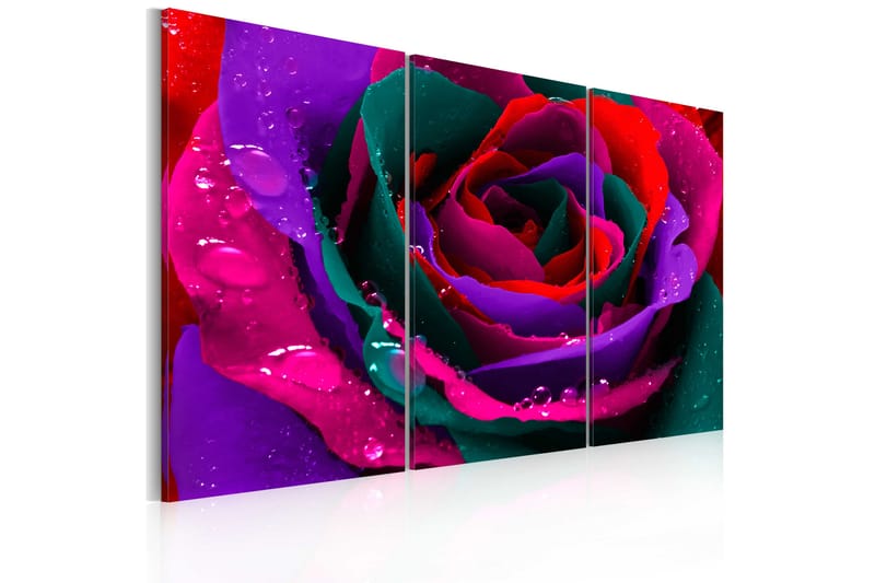 Bilde Rainbow colored rose 90x60 - Artgeist sp. z o. o. - Innredning - Bilder & kunst - Lerretsbilder