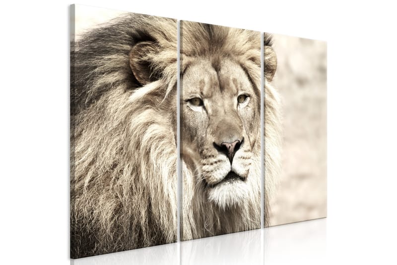 Bilde The King Of Beasts 3 Parts Beige 120x80 - Artgeist sp. z o. o. - Innredning - Bilder & kunst - Lerretsbilder