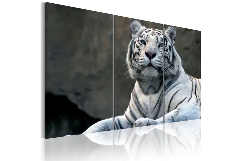 Bilde White Tiger 60x40, Artgeist sp. z o. o.