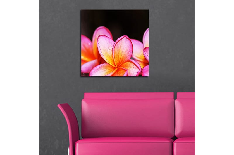 Canvasbilde Animal Flerfarget - 44x54 cm - Innredning - Bilder & kunst - Lerretsbilder