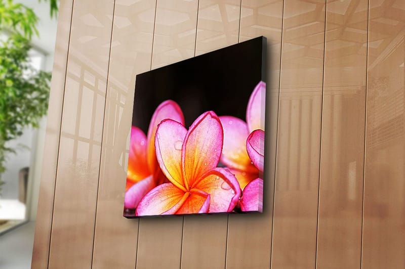 Canvasbilde Animal Flerfarget - 44x54 cm - Innredning - Bilder & kunst - Lerretsbilder