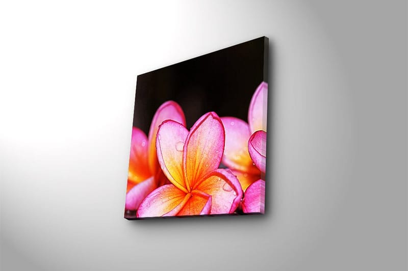 Canvasbilde Animal Flerfarget - 44x54 cm - Innredning - Bilder & kunst - Lerretsbilder