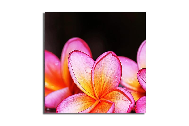 Canvasbilde Animal Flerfarget, 44x54 cm