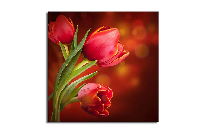 Canvasbilde Animal Flerfarget, 44x54 cm