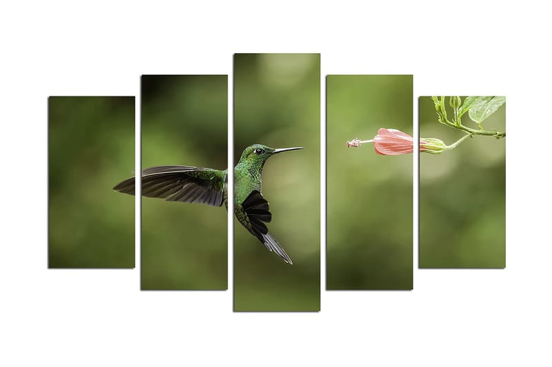 Canvasbilde Animals 5-pk Flerfarget - 22x06 cm - Innredning - Bilder & kunst - Lerretsbilder