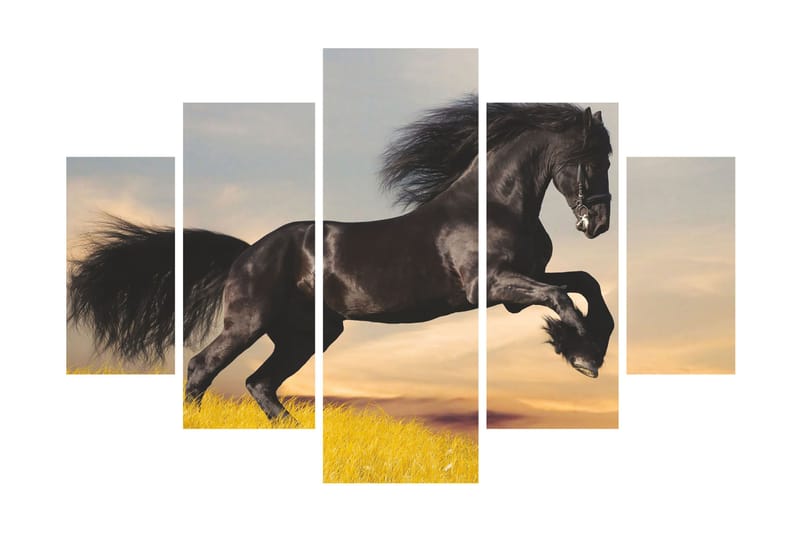 Canvasbilde Animals 5-pk Flerfarget - 55x62 cm - Innredning - Bilder & kunst - Lerretsbilder