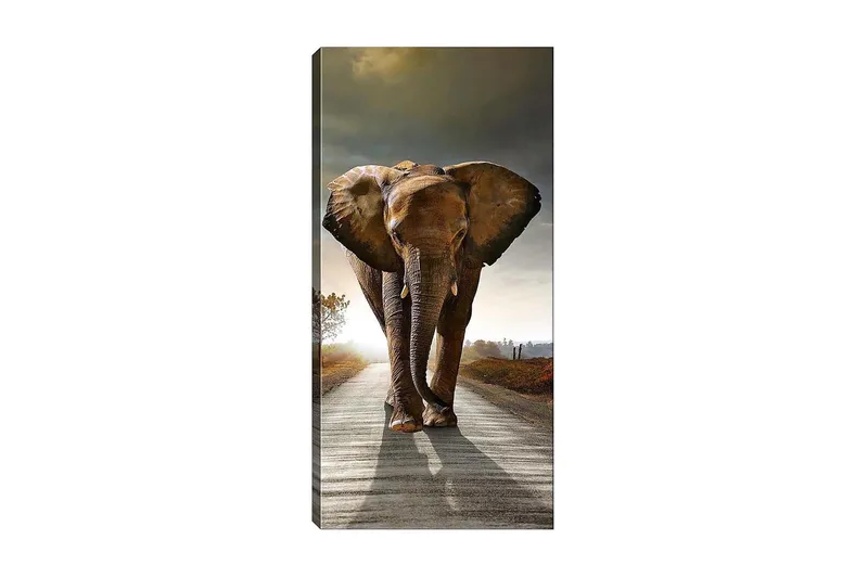 Canvasbilde DKY Animals Flerfarget, 50x120 cm
