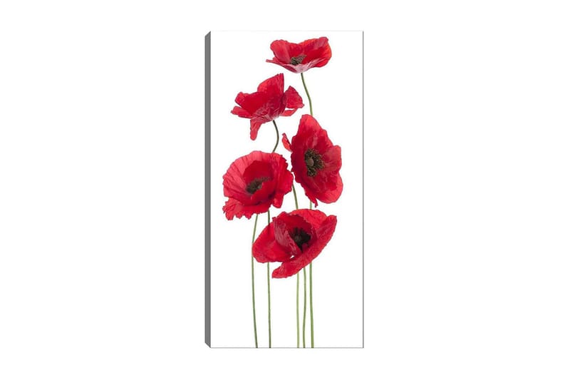 Canvasbilde DKY Floral & Botanical Flerfarget - 50x120 cm - Innredning - Bilder & kunst - Lerretsbilder