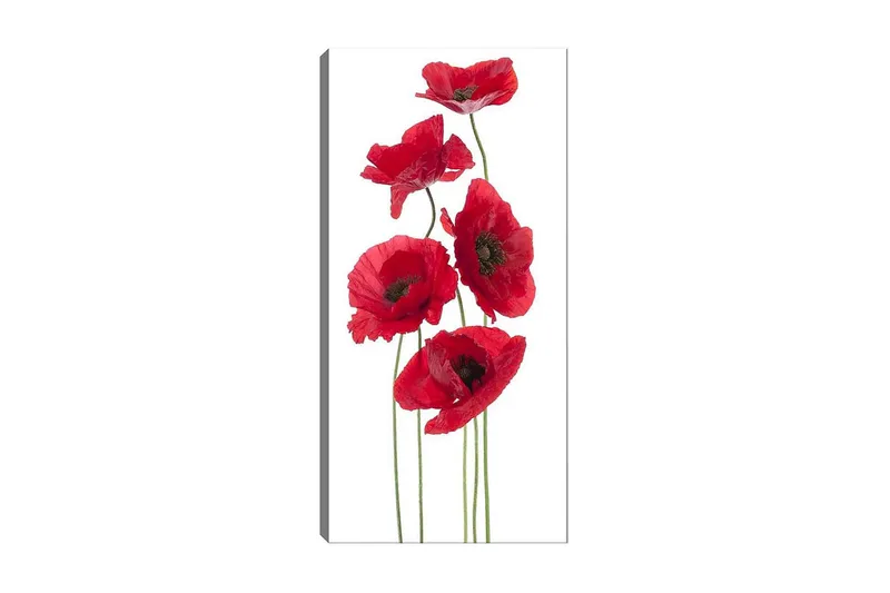 Canvasbilde DKY Floral & Botanical Flerfarget, 50x120 cm