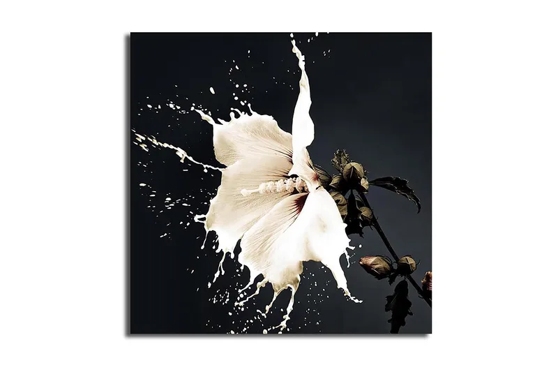 Canvasbilde Flerfarget, 44x54 cm