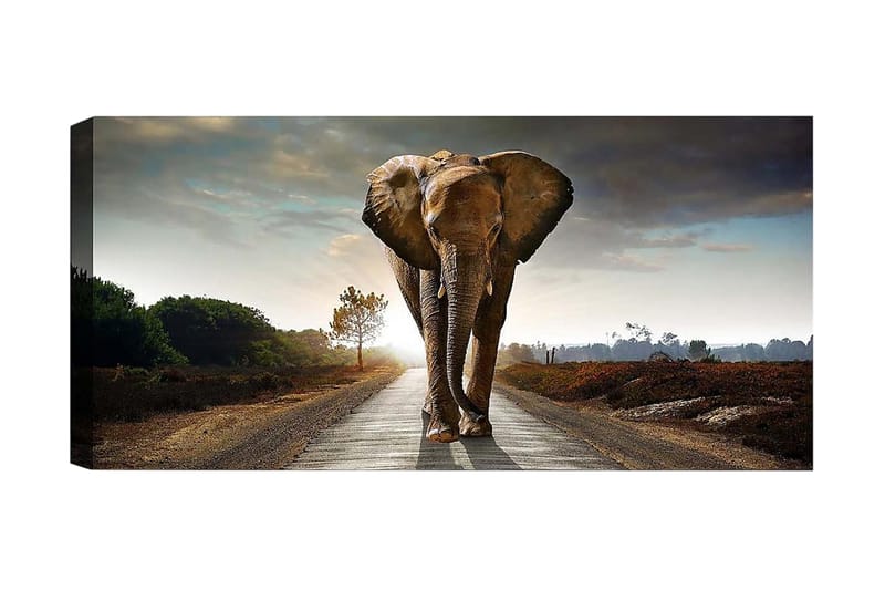Canvasbilde YTY Animals Flerfarget - 120x50 cm - Innredning - Bilder & kunst - Lerretsbilder