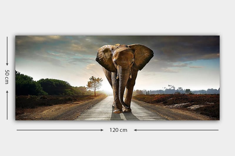 Canvasbilde YTY Animals Flerfarget - 120x50 cm - Innredning - Bilder & kunst - Lerretsbilder