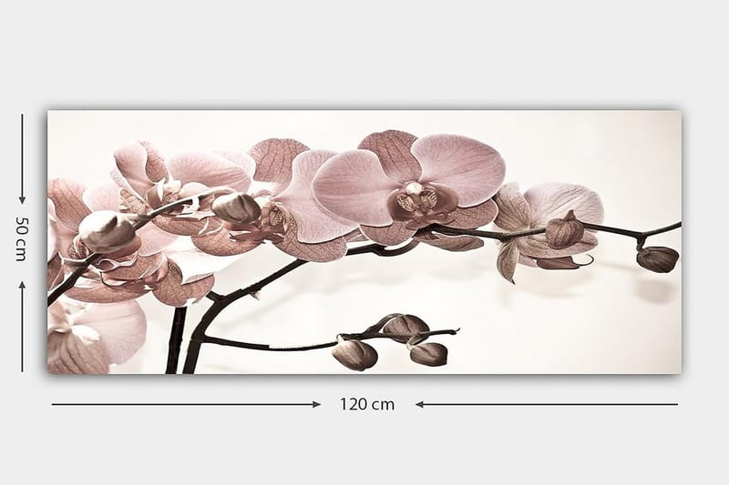 Canvasbilde YTY Floral & Botanical Flerfarget - 120x50 cm - Innredning - Bilder & kunst - Lerretsbilder