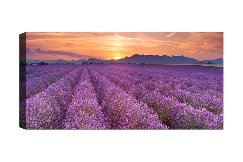 Canvasbilde YTY Floral & Botanical Flerfarget - 120x50 cm - Innredning - Bilder & kunst - Lerretsbilder