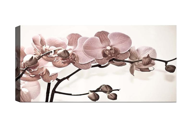 Canvasbilde YTY Floral & Botanical Flerfarget - 120x50 cm - Innredning - Bilder & kunst - Lerretsbilder