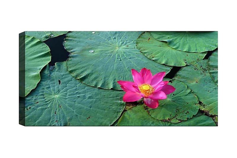 Canvasbilde YTY Floral & Botanical Flerfarget - 120x50 cm - Innredning - Bilder & kunst - Lerretsbilder