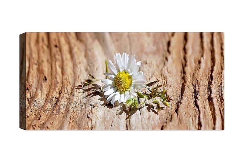 Canvasbilde YTY Floral & Botanical Flerfarget - 120x50 cm - Innredning - Bilder & kunst - Lerretsbilder