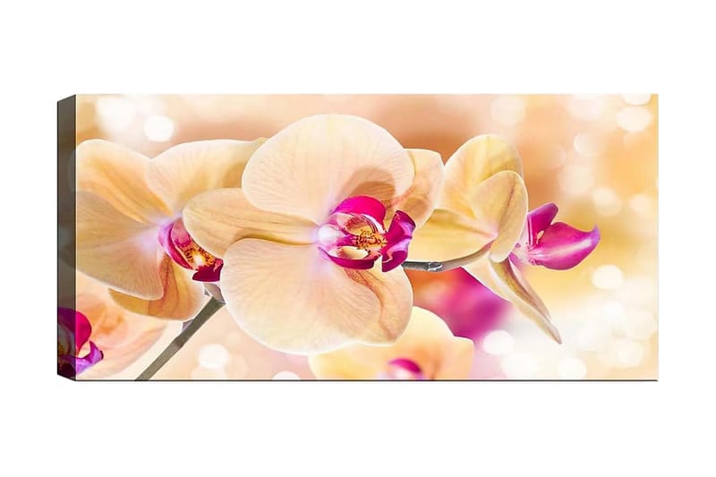 Canvasbilde YTY Floral & Botanical Flerfarget - 120x50 cm - Innredning - Bilder & kunst - Lerretsbilder