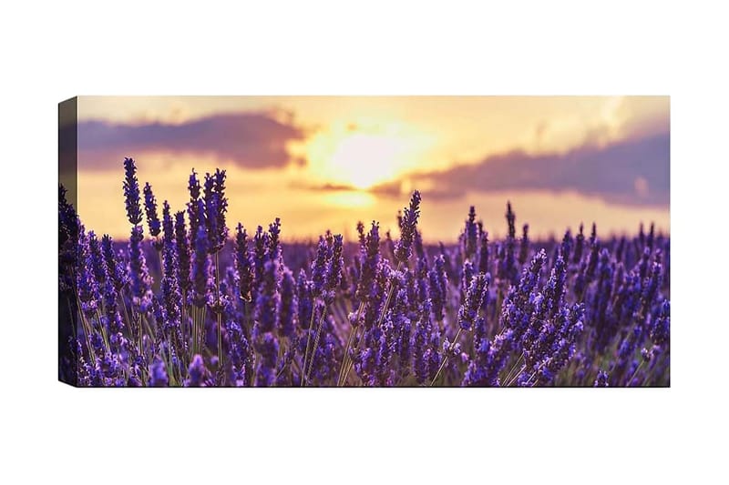 Canvasbilde YTY Floral & Botanical Flerfarget - 120x50 cm - Innredning - Bilder & kunst - Lerretsbilder