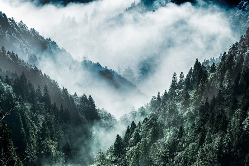 Canvasbilde print MistyForest - 88x012 cm - Innredning - Bilder & kunst - Lerretsbilder