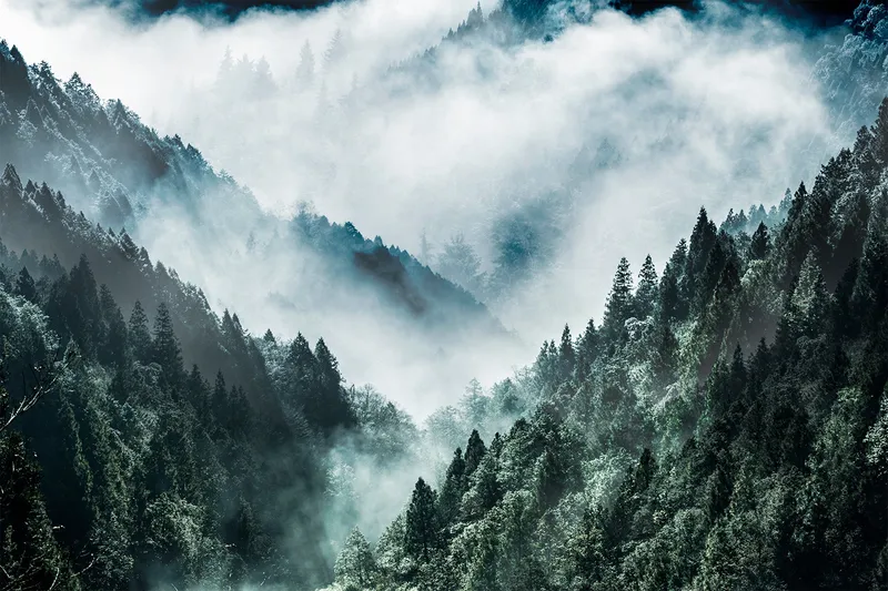 Canvasbilde print MistyForest, 88x012 cm