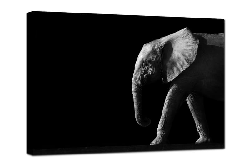 Canvastavla Elephant Black - 75x100 - Lerretsbilder