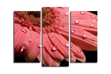 Dekorativ Canvasbilde 3-Deler 45x20 cm - Flerfarget - Innredning - Bilder & kunst - Lerretsbilder