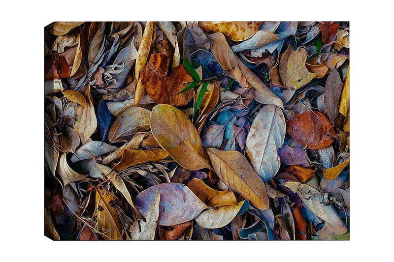 Dekorativ Canvasbilde 50x70 cm - Flerfarget - Innredning - Bilder & kunst - Lerretsbilder