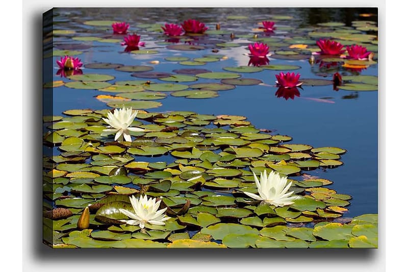 Dekorativ Canvasbilde 50x70 cm - Flerfarget - Innredning - Bilder & kunst - Lerretsbilder