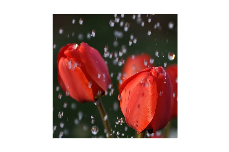 Dekorativ Canvasbilde - Flerfarget - Innredning - Bilder & kunst - Lerretsbilder