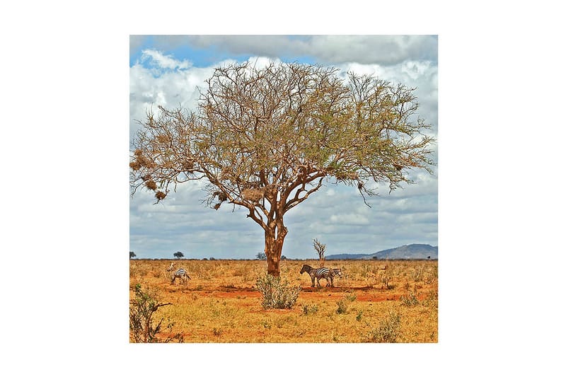 Dekorativ Canvasbilde - Flerfarget - Innredning - Bilder & kunst - Lerretsbilder