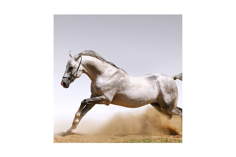 Dekorativ Canvasbilde - Flerfarget - Innredning - Bilder & kunst - Lerretsbilder