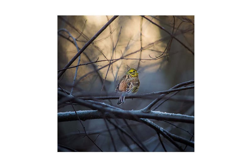 Dekorativ Canvasbilde - Flerfarget - Innredning - Bilder & kunst - Lerretsbilder