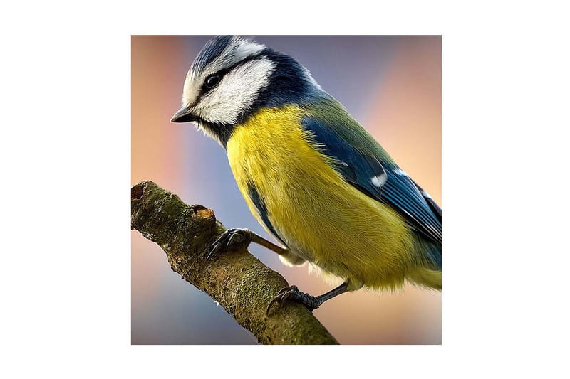 Dekorativ Canvasbilde - Flerfarget - Innredning - Bilder & kunst - Lerretsbilder