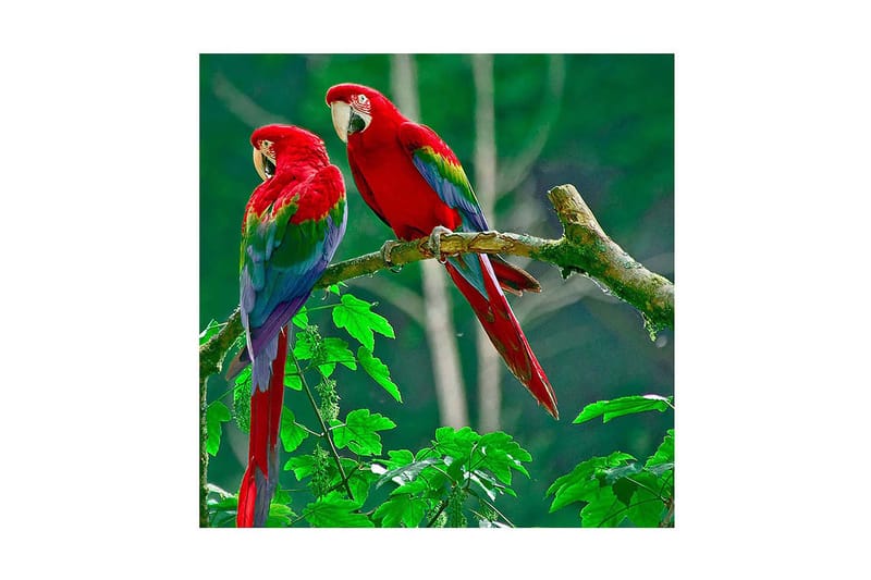 Dekorativ Canvasbilde - Flerfarget - Innredning - Bilder & kunst - Lerretsbilder