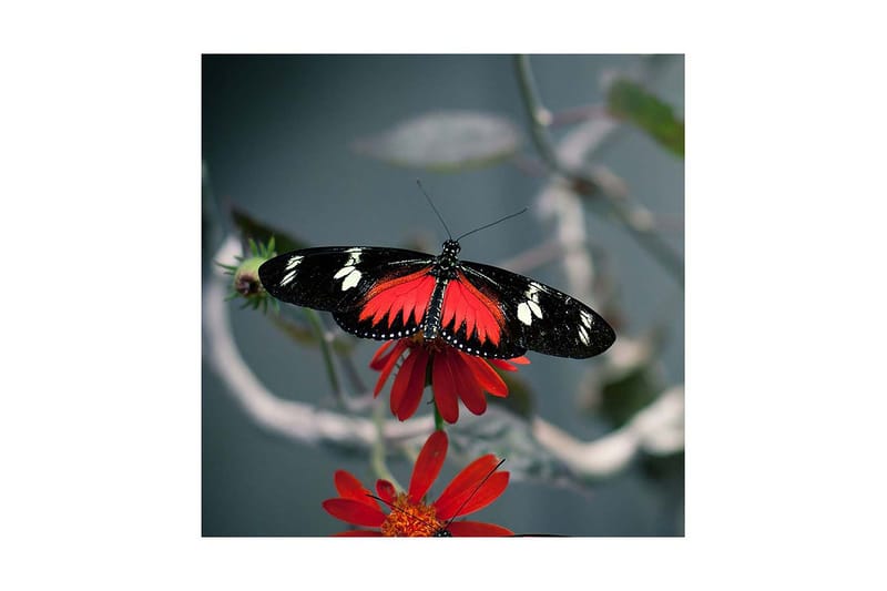 Dekorativ Canvasbilde - Flerfarget - Innredning - Bilder & kunst - Lerretsbilder