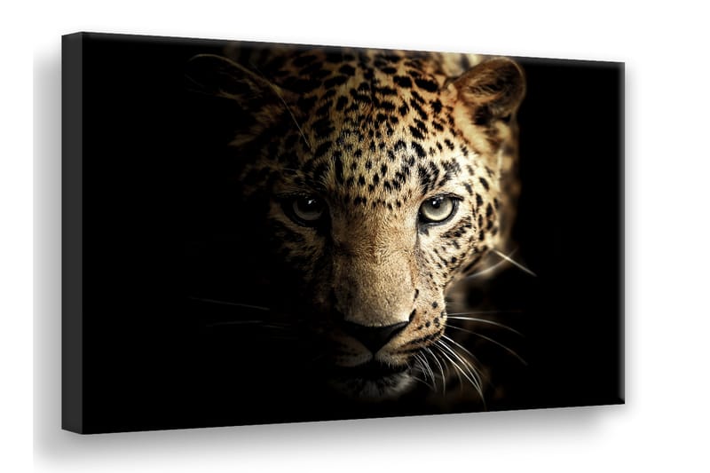 Leopard Digitalprintet Bilde 75x100 cm - Lerret - Lerretsbilder