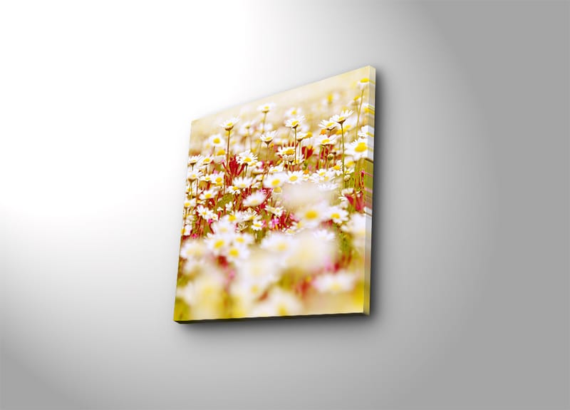 Lerretsbilde 45x45 cm - Blomsterfelt i forskjellige nyanser av hvitt og gult, Hvit / Gul / Grønn