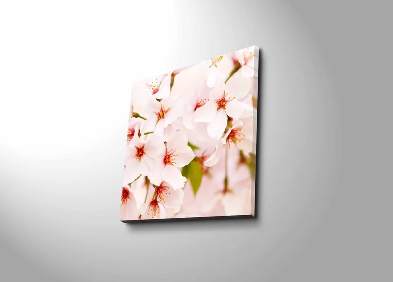 Lerretsbilde 45x45 cm - Blomstrende kirsebærblomster i pastellfarger, Lys rosa / Hvit / Grønn