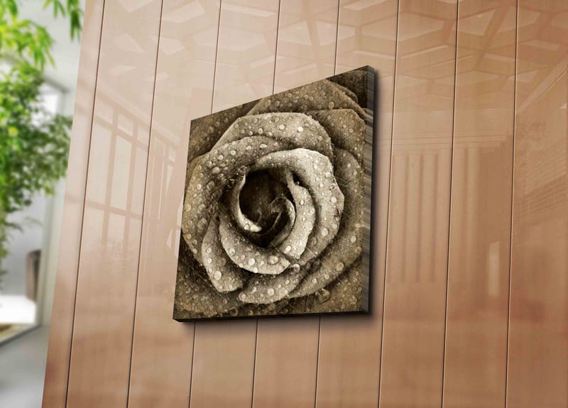 Lerretsbilde 45x45 cm - Detaljert rose med vanndråper - Grå / Beige - Innredning - Bilder & kunst - Lerretsbilder
