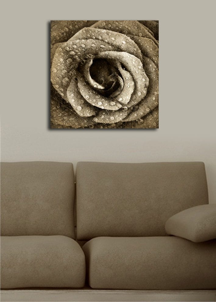 Lerretsbilde 45x45 cm - Detaljert rose med vanndråper - Grå / Beige - Innredning - Bilder & kunst - Lerretsbilder